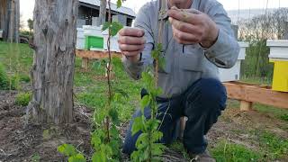 Pruning and Training Hops in the Spring