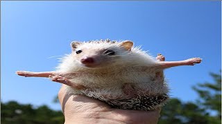 Top 5 hedgehog