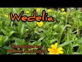 Wedelia | Sphagneticola trilobata | All about wedelia.