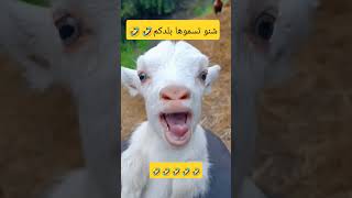 شنو تسمونها بلدكم😂😂