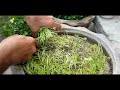 how to grow coriander dhania 100% result secret method full updates organic part 2