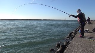 シリーズ浜名湖109　浮きで釣る今切れの黒鯛