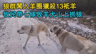 牧羊犬在追擊中失去了理智，狼在消耗狗的體力，狼群闖入羊圈獵殺13只羊，牧民帶七條牧羊犬山上抓狼！