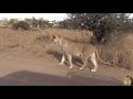 where is this lioness heading