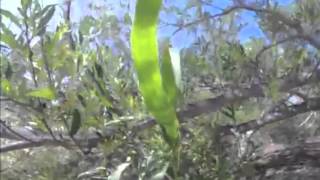 Rid the Rundo- Arundo donax: invasive species