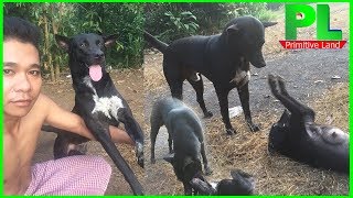 Morning Playing With My Smart Dog Lovely And Funny Primitive Land Primitive Technology