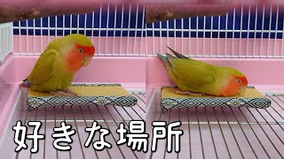 お気に入りの畳でうたた寝するコザクラインコさくらちゃん