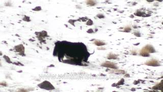 Lonely Mr. Yak in Ladakh!!