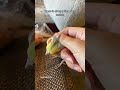 Yums gets some nice scritches #parrot #yumyumthetiel #bird #pet #cockatiel #cute