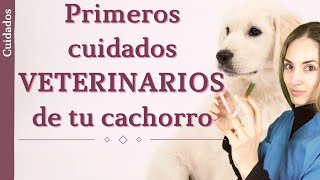 Cuidados veterinarios para cachorros