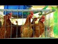 bv380 hen cage with 100 chicks profit up to 8000 month starting pakage