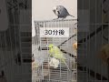 変な形で固まっちゃったインコ ジャンボセキセイインコ インコ 癒し