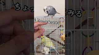 変な形で固まっちゃったインコ#ジャンボセキセイインコ #インコ#癒し