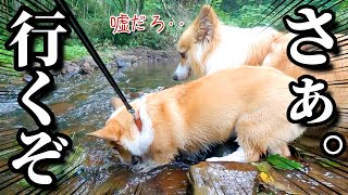 ビビりなコーギー犬が勇気を出して川へ突入した結果…