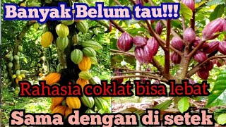 rahasia coklat agar berbuh lebat!!! sama dengan setek !!