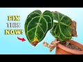 FIX Brown Tips PROBLEM - Anthurium Plant Care