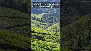 അരികൊമ്പൻ? 🐘arikomban Idukki #shorts #ytshorts #malayalam #wildelephants #elephant