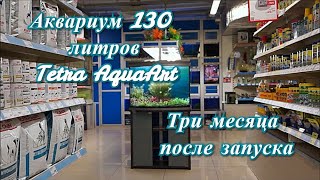 #Аквариум_130L #Tetra_AquaArt три месяца после запуска. Обзор.