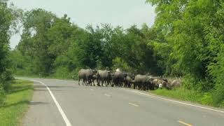 タイの田舎の風景3　道路を歩く水牛