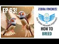 How to Breed Zebra Finches! The Bird Brains Podcast EP 63!