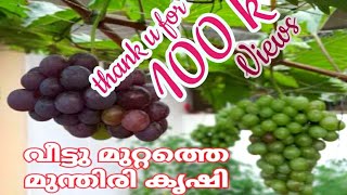 വീട്ട് മുറ്റത്തെ മുന്തിരി കൃഷി [Grapes growing in kerala Village]