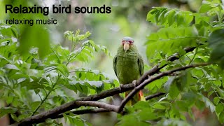 Relaxing bird sounds & Relaxing music, music for sleep