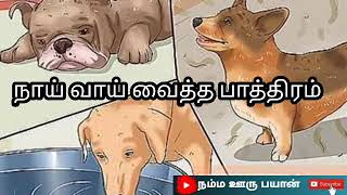 நாய் வாய் வைத்த பாத்திரம்