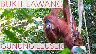 SUMATRA: Bukit Lawang and Gunung Leuser (Indonesia) - Orang-utan Trek