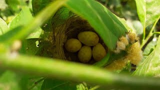 A bird smaller than a sparrow, Tailor bird