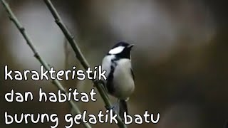 Karakteristik dan habitat burung gelatik batu//parus major