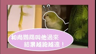 【Apple 】和尚鸚鵡嘴巴說過來卻一直跑！還一直說話!#monkparakeet #和尚鸚鵡