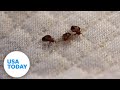 How to spot bed bugs at hotels and avoid bringing them home | USA TODAY