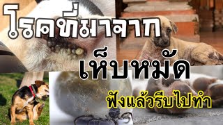 โรคที่เกิดจากเห็บหมัด ที่คุณต้องรีบจัดการ