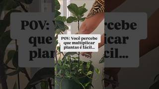 quem nunca pensou nisso?Se o dinheiro se multiplicasse tão rápido quanto as plantas eu estaria rica