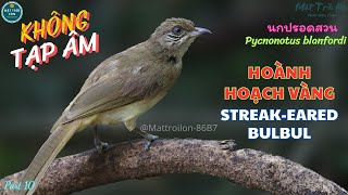 ✅Tiếng chim Hoành hoạch vàng mồi gọi bầy hiệu quả | Trao trảo | Streak-eared Bulbul |นกปรอดสวน (P10)