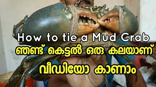 How to tie a Mud Crab |  ഞണ്ട് കെട്ടുന്നത് കാണാം | Crab Hunting | River Crab | Mud Crab | Crab Catch