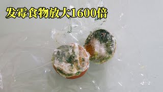 你是否吃过发霉的饭菜？请看，发霉食物放大1600倍