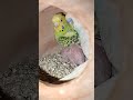 shortvideo subscribe parrots