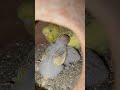 shortvideo subscribe parrots