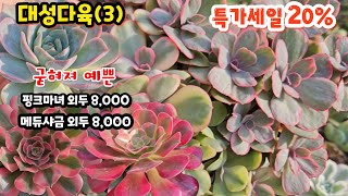 대성다육(3) 굳혀진 예쁜 핑크마녀 외두 8,000 메듀샤금 외두 8,000 로조락금 분홍립스틱