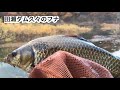 ふな釣り岩手県花巻市田瀬ダムで懲りずにへらぶな 釣り