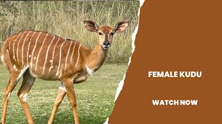 a gathering of female Nyala grazing on grass