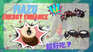 螞糬Mazu Energy Enhance飼料開箱 大黑超捧場？｜螞蟻 餵食｜螞蟻飼料｜餵食show|