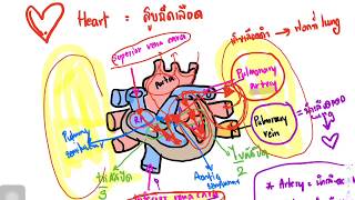 สอน Anatomy ง่ายๆ : ระบบไหลเวียนเลือด