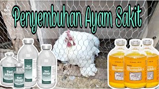 Pengobatan Ayam Sakit | Sembuh dalam 3 Hari | B-Kompleks \u0026 Vet Streep | June 23, 2021