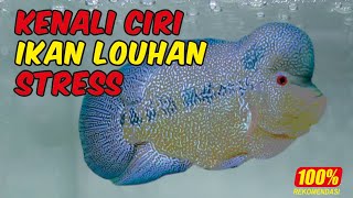 CIRI-CIRI IKAN LOUHAN STRESS