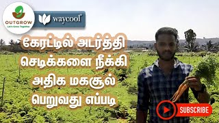 கேரட்டில் அடர்த்தியாக உள்ள செடிகளை நீக்குவது எப்படி ? - How to do Thinning in Carrot?