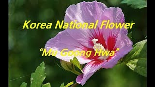 [ About Korea ]  National flower of Korea / \