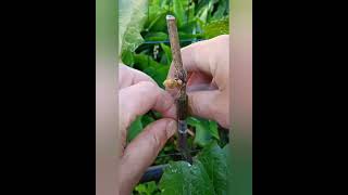 Grape Vine Grafting.Щеплення винограду.#pozitiff_vineyard #pozitiff_garden #виноград #виноградник