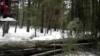 Cutting wood with feller buncher in NH